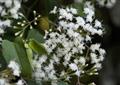 privet-leaved ageratina